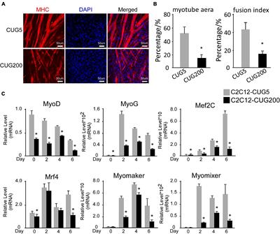 Inhibition of Postn Rescues Myogenesis Defects in Myotonic Dystrophy Type 1 Myoblast Model